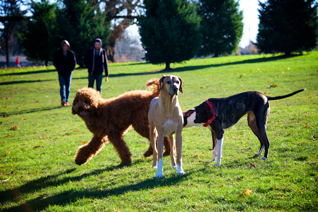 Turkey Necks for Dogs Moe's Meats