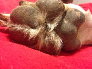 Moe's Paw