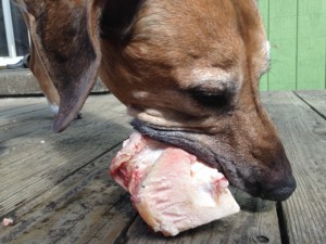 Moe cleaning his teeth on a rec bone from Moe's Meats and Bones.