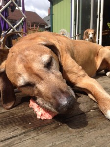 Moe chewing on a marrow bone with his roommate in the background.