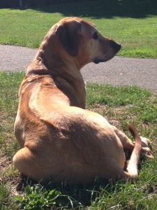 Moe, owner of Moe's Meats and Bones. Enjoy the sun after a meal of raw meat.