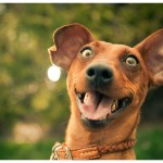 Happy to hear about Moe's new meat and treat product offerings