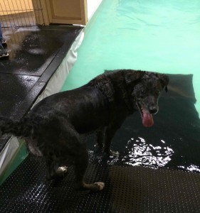 Luna, a cancer survivor beating the odds with love and raw meat.  