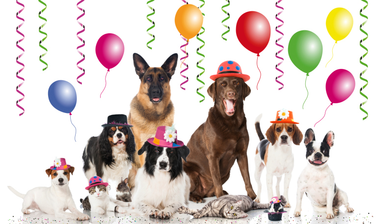 Pets carnival
