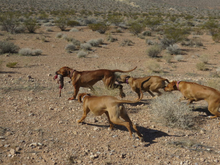 Ridgebacks on the hunt for fresh meat.
