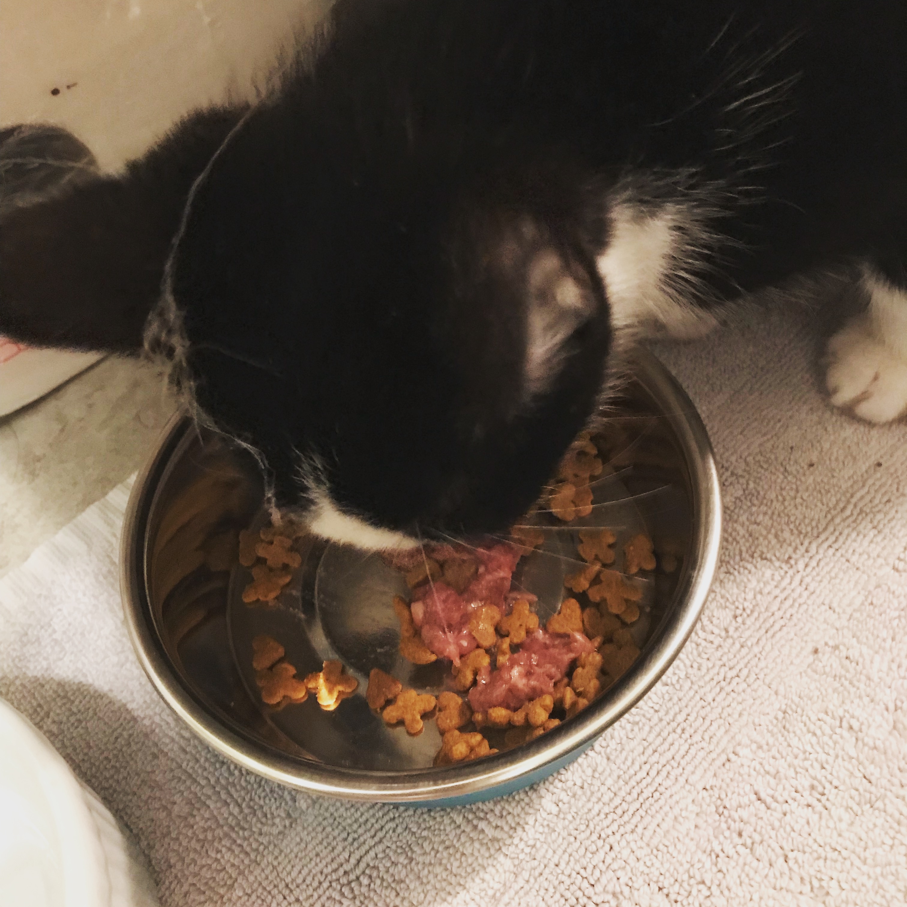 Kitten transitioning to the raw meat diet at Moe's Meats and Bones in Portland, Oregon