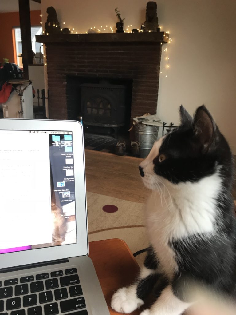Cat screen
