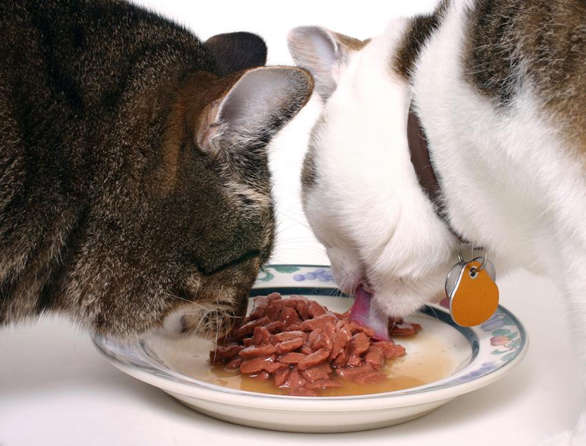 Cat's eating raw meat