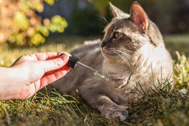 RxCBD, CBD Extract for Cats, 150mg 3 RxCBD, CBD Extract for Cats, 150mg