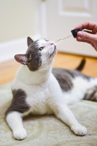 RxCBD, CBD Extract for Cats, 150mg 4 RxCBD, CBD Extract for Cats, 150mg